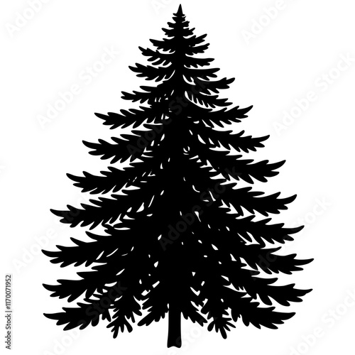 European Silver Fir Silhouette on White