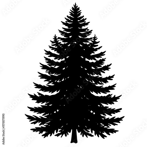 European Silver Fir Silhouette on White