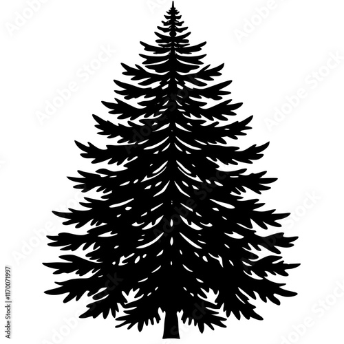 European Silver Fir Silhouette on White