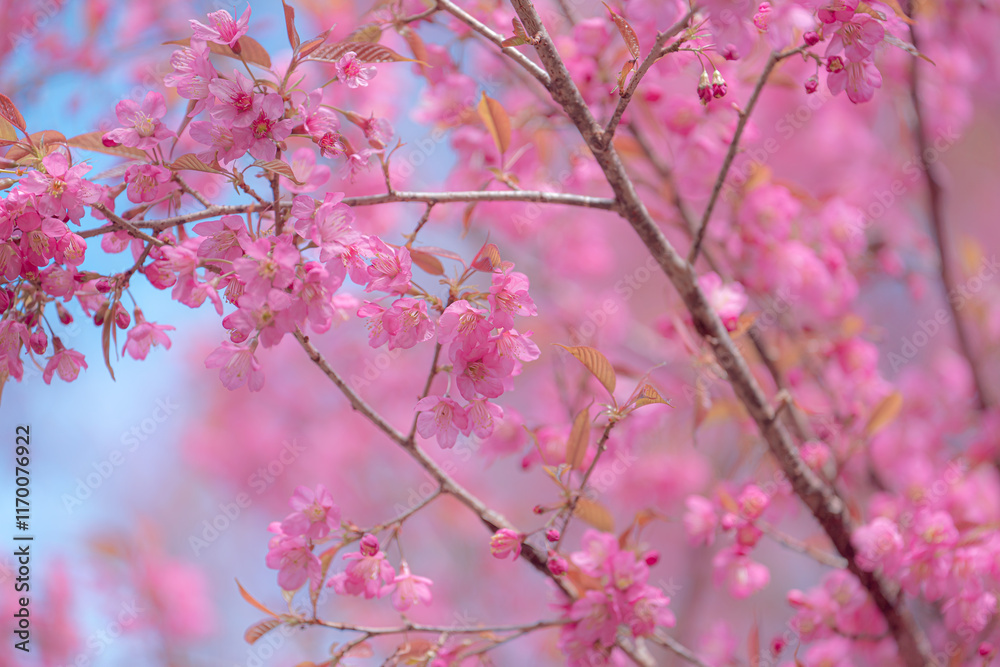Obraz premium Delicate pink blossoms on branches against a soft blue sky. The scene evokes the beauty of spring in Yunnan, China, perhaps near Erhai Lake in Dali.