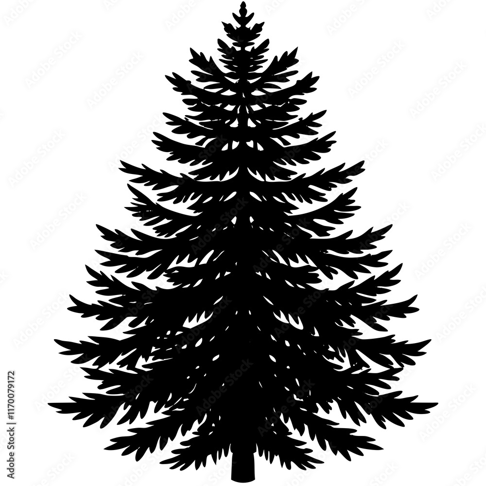 Balsam Fir (Abies balsamea) Silhouette on White Balsam Fir (Abies balsamea) Silhouette on White