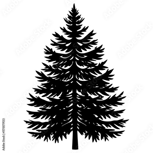 Balsam Fir (Abies balsamea) Silhouette on White