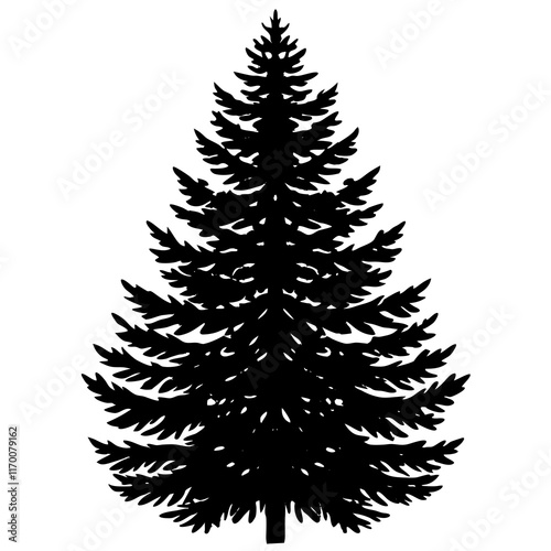 Balsam Fir (Abies balsamea) Silhouette on White