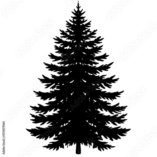 Balsam Fir (Abies balsamea) Silhouette on White