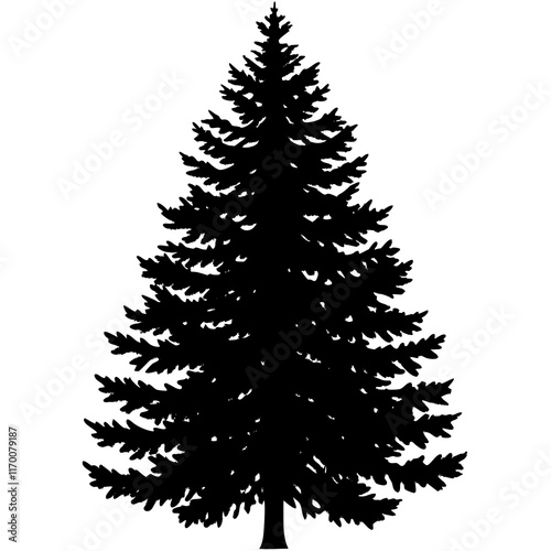 Balsam Fir (Abies balsamea) Silhouette on White