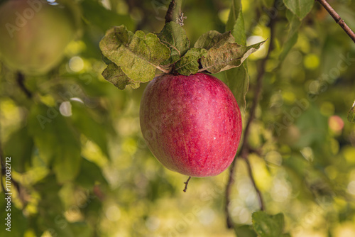 red ripe apple on an apple tree branch photo