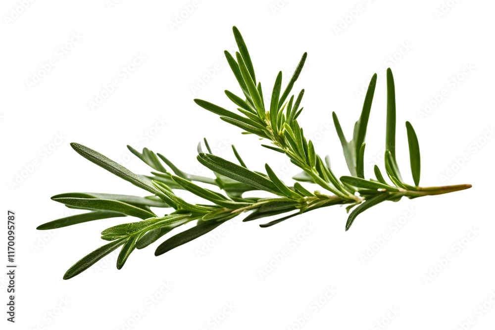 Obraz premium twig of rosemary isolated on transparent background