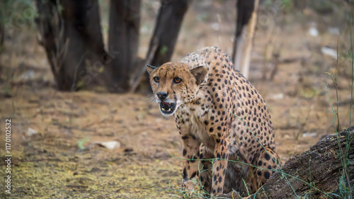 cheetah in Namibia photo