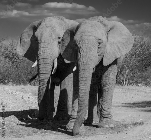 Canvas Print Elephants in Namibia