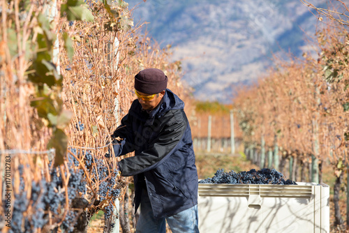 Grape Harvesting Autumn Season Okanagan Valley British Columbia