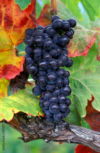 Organic Ripe Red Wine Merlot Grapes Vine Okanagan Valley