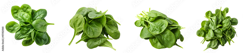 spinach, fresh greens, leafy vegetables, healthy food, organic produce isolated on a transparent PNG background, white background , cut out, Generative Ai spinach, fresh greens, leafy vegetables, healthy food, organic produce isolated on a transparent PNG background, white background , cut out, Generative Ai