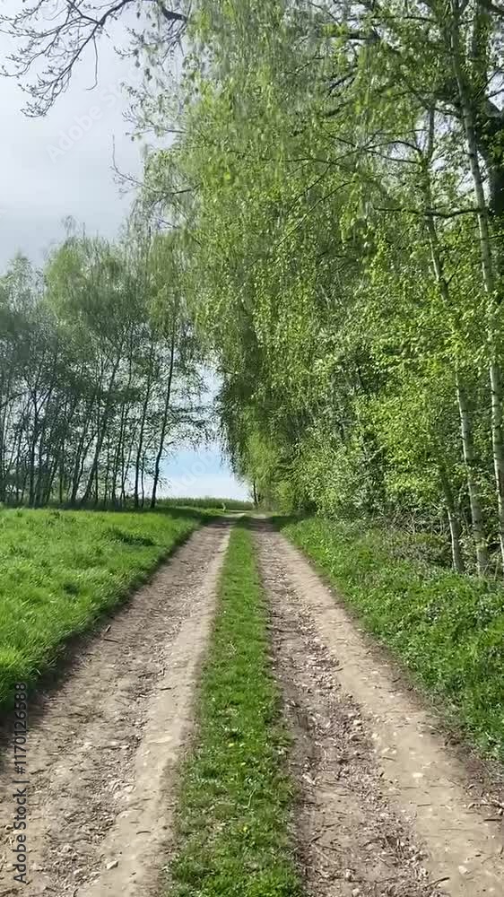 spacer gruntową wiejską drogą wzdłuż granicy lasu spacer gruntową wiejską drogą wzdłuż granicy lasu