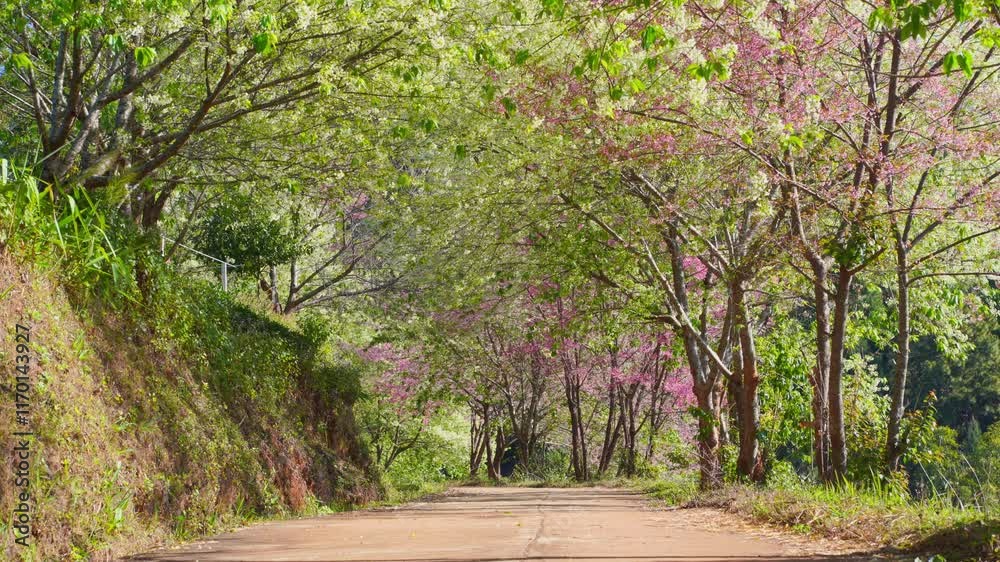 travel in nature concept with pink cherry blossom tree and clear sky in springtime season travel in nature concept with pink cherry blossom tree and clear sky in springtime season