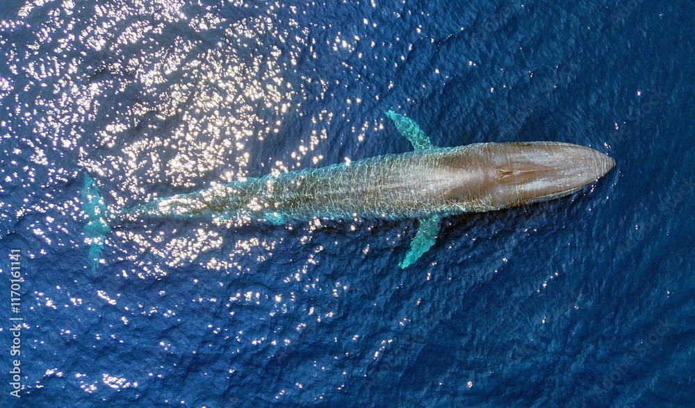 Foto Pygmy blue whale, Timor-Leste