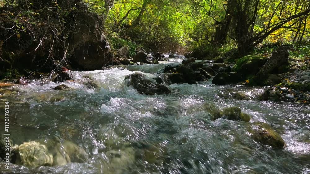 The rapid flow of a mountain river flowing in a wooded area. A stormy mountain stream. The flow of fresh water. The rapid flow of a mountain river flowing in a wooded area. A stormy mountain stream. The flow of fresh water.