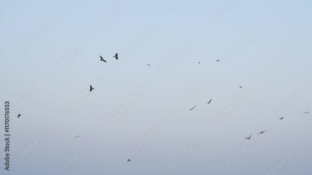 Group of eagles flying in a tranquil sky, representing freedom, strength, and the beauty of wildlife. Group of eagles flying in a tranquil sky, representing freedom, strength, and the beauty of wildlife.