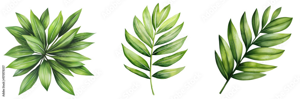 Lush green palm fronds in botanical design, perfect for decor and art