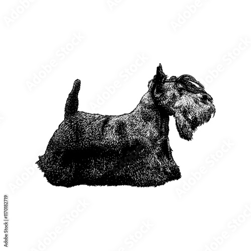 Scottish Terrier hand drawing vector isolated on background.