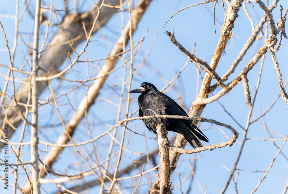 A rook bird, illuminated by the sun's rays, sits on a bare branch of a tall tree in winter against a bright blue sky. A rook bird, illuminated by the sun's rays, sits on a bare branch of a tall tree in winter against a bright blue sky.