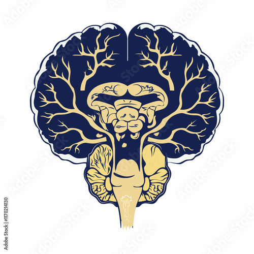 A vintage illustration of human brainstem