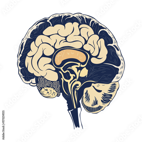 A vintage illustration of a cerebrum