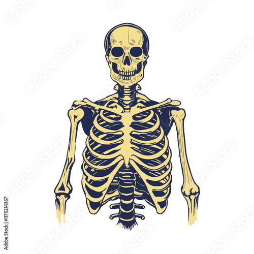 A vintage illustration of a human skeleton
