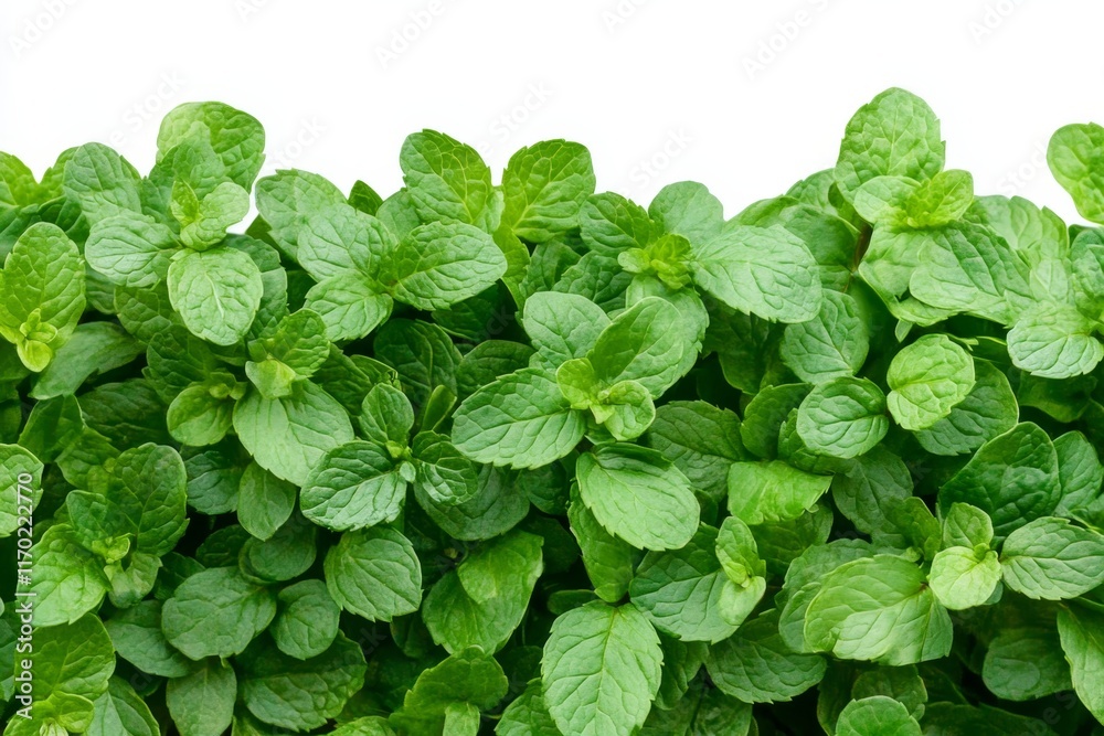 Lush green mint leaves isolated on white background. Lush green mint leaves isolated on white background.