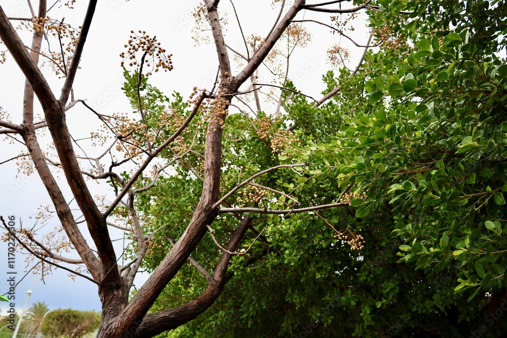 Obraz premium Leafy garden scenery. High quality photo