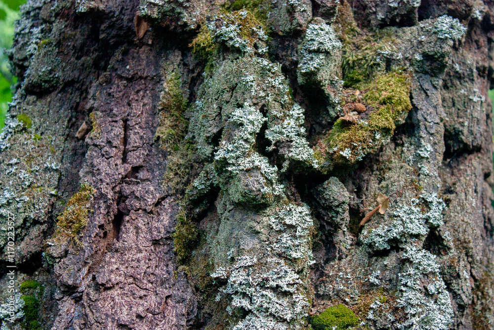 Moss on the bark of an old tree closeup. Rough prints of tree bark. Moss on the bark of an old tree closeup. Rough prints of tree bark.
