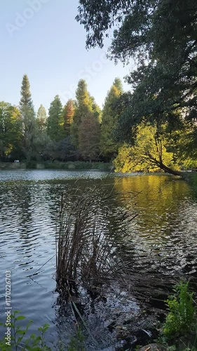 Inokashira pond in early autumn in Tokyo, Japan
