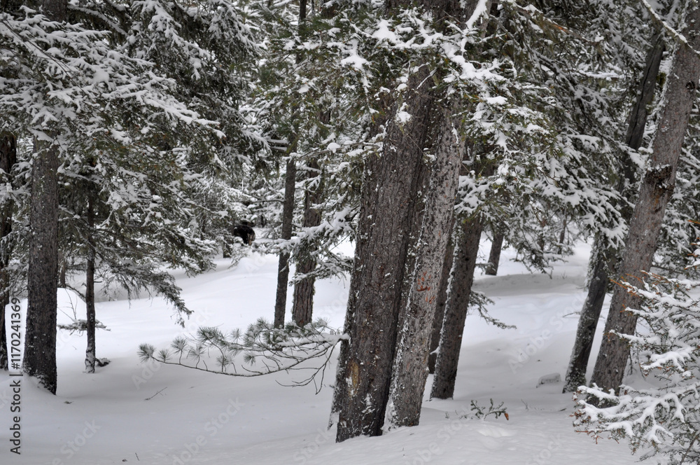 Fototapeta premium Beautiful background on a Christmas theme with snowdrifts, snowfall and a blurred background. Snow, forest, trees
