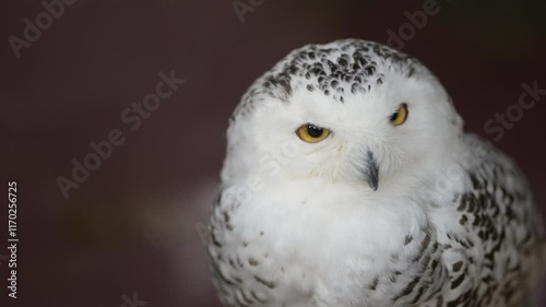 4K close-up video of birds like owls resting on trees and branches in a forest photo