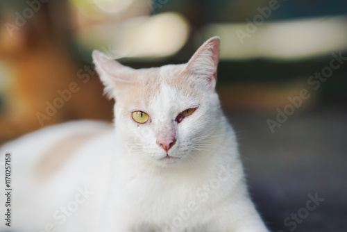 White and cream-colored cat with sharp yellow eyes and a visible eyes injury lying outdoors, with a blurred orange cat in the background.