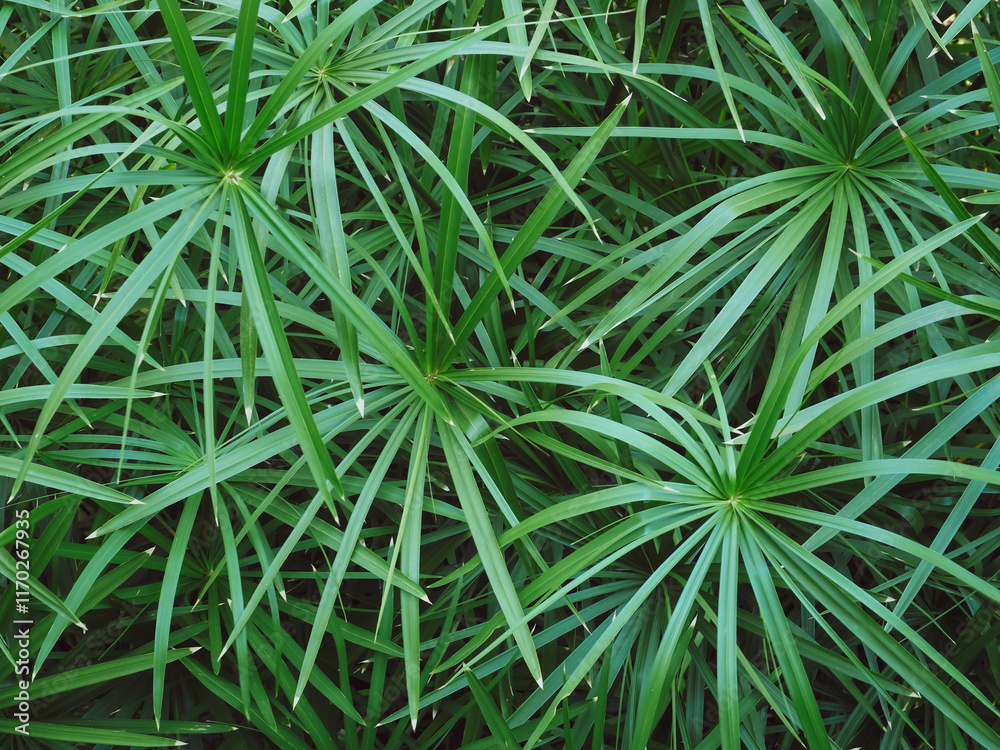 Close-up of the leaves of the Papyrus by the pond for a natural and environmental background. Close-up of the leaves of the Papyrus by the pond for a natural and environmental background.