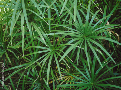 Close-up of the leaves of the Papyrus by the pond for a natural and environmental background. photo