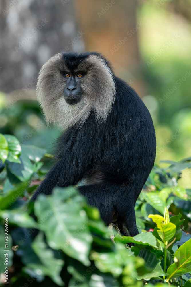 Fototapeta premium Lion-tailed macaque sitting at coffee plantation 