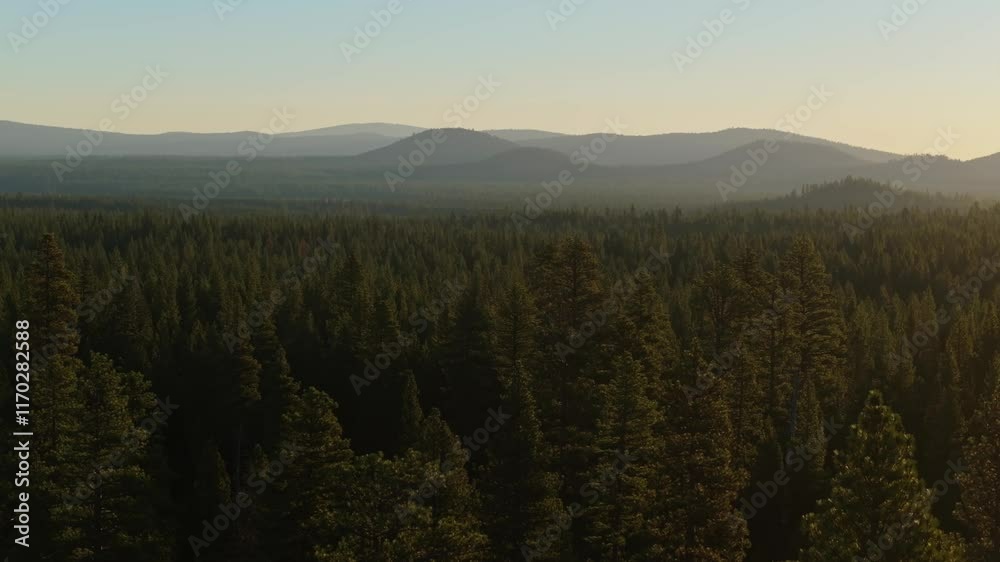 Aerial drone ascend above evergreen tree dense canopy of Lassen National Forest showing treetops and hills at sunset
