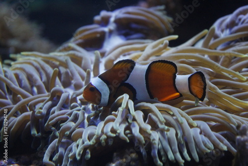 Clownfish swimming in an anemone