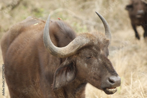 Close-up of a brown buffalo in natural habitat