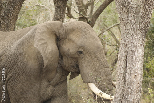 Majestic elephant in its natural habitat