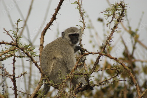 Vervet monkey sitting on thorny branch