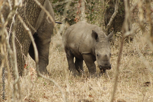 Rhino calf in natural habitat