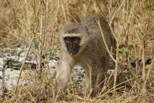Vervet monkey in natural habitat