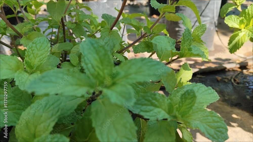 Pepper mint plant in the pot, stock image. (Mint) Pepper mint plant in the pot, stock image. (Mint)