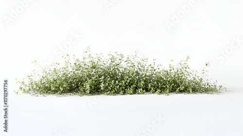 Lush Green Shrubbery Against White Background