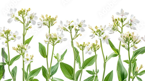 Delicate white flowers and green stems arranged in a row