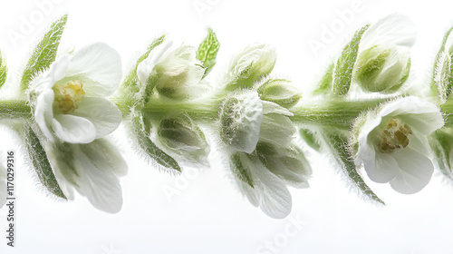 Delicate white flowers bloom on a slender green stem