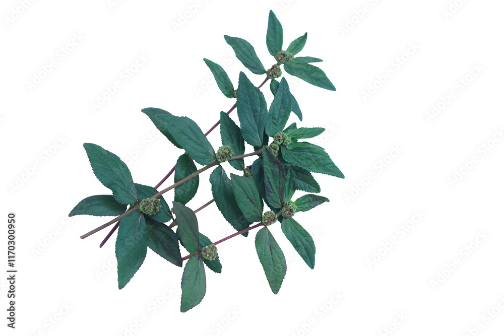 Euphorbia Hirta or asthma plant, isolated on white background. Concept, herbal weed with medicinal qualification. It has white milky latex on stems and leaves , used in traditional medicines. Euphorbia Hirta or asthma plant, isolated on white background. Concept, herbal weed with medicinal qualification. It has white milky latex on stems and leaves , used in traditional medicines.