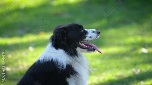 Border Collie dog sitting in park. Purebred male canine posing on green grass